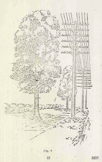 Figura 9 página 15. MC nº14 Poda de Árboles 1926